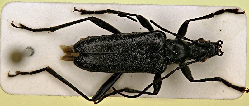 Acmaeops septentrionis (Thomson, 1866)   11mm.JPG