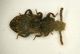 Corticus celtis 3.1mm.JPG
