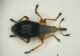 Curculio01 2mm.JPG