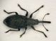 Curculio02 2.2mm.JPG