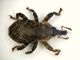 Accaltipo1  3.8mm.JPG