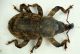 Accaltipo2  4.3mm.JPG