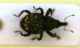 Accaltipo5a  5.2mm.JPG