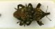 Accaltipo6  6.7mm.JPG