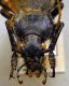 Carabus (Mesocarabus) problematicus inflatus Kraatz, 1878 front.JPG