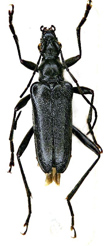 Acmaeops septentrionis_Colacurcio_FEI.jpg