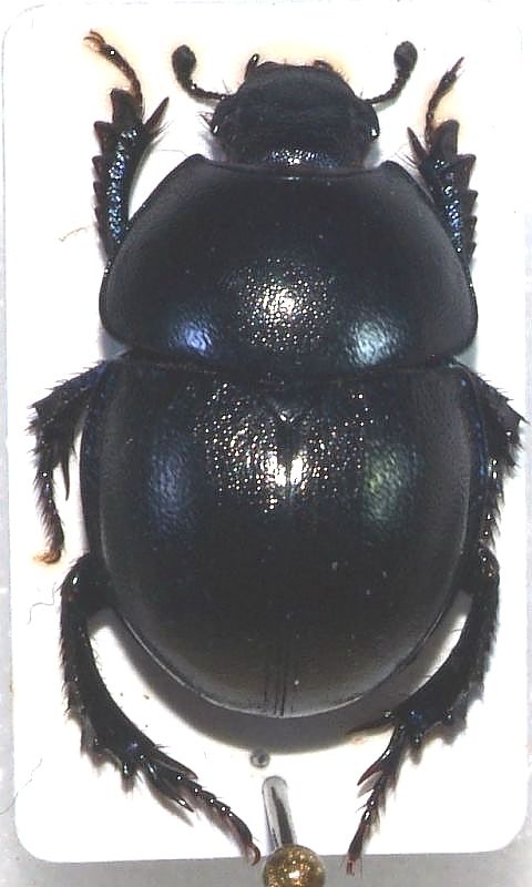 Geotrupidae.JPG