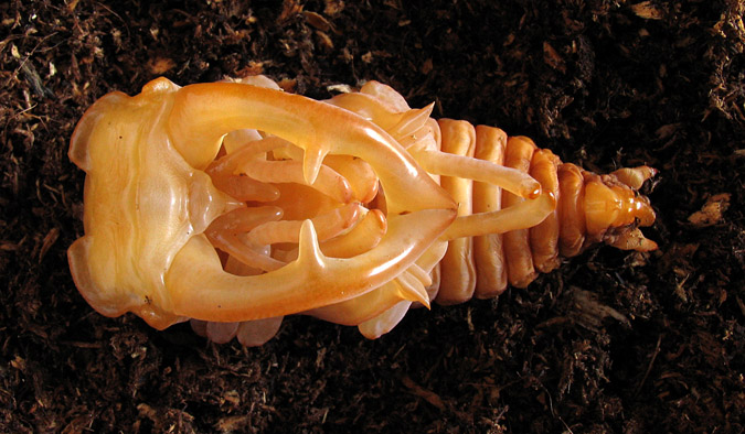 Lucanus pupa3.jpg