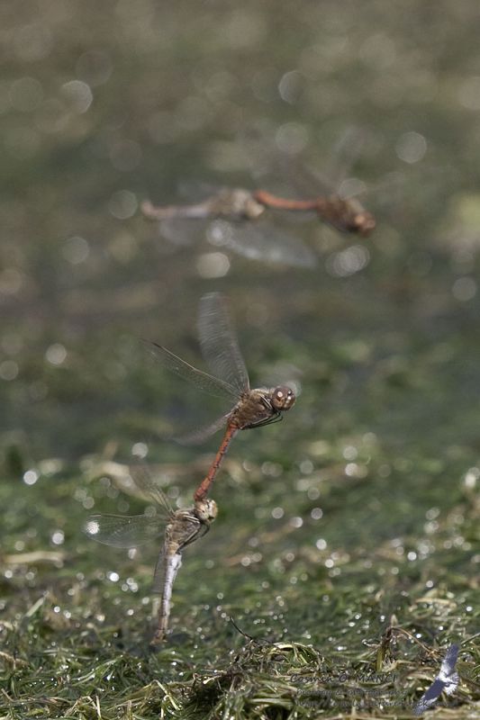 Sympetrum vulgatum4.JPG