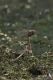 Sympetrum vulgatum3.JPG