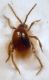 Gibbium psylloides (Czempinski 1778) - (Anobiidae, Gibbiinae)..JPG