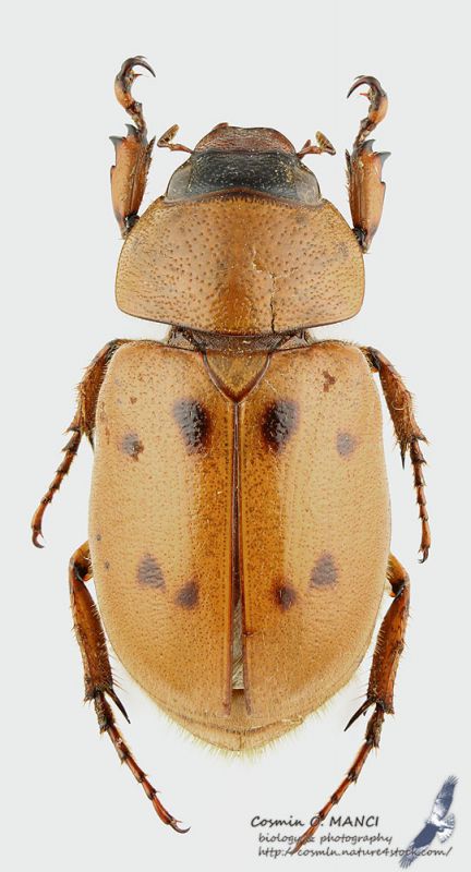 Cyclocephala_pubescens_ms.jpg