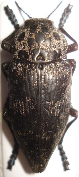 Capnodis cariosa.jpg