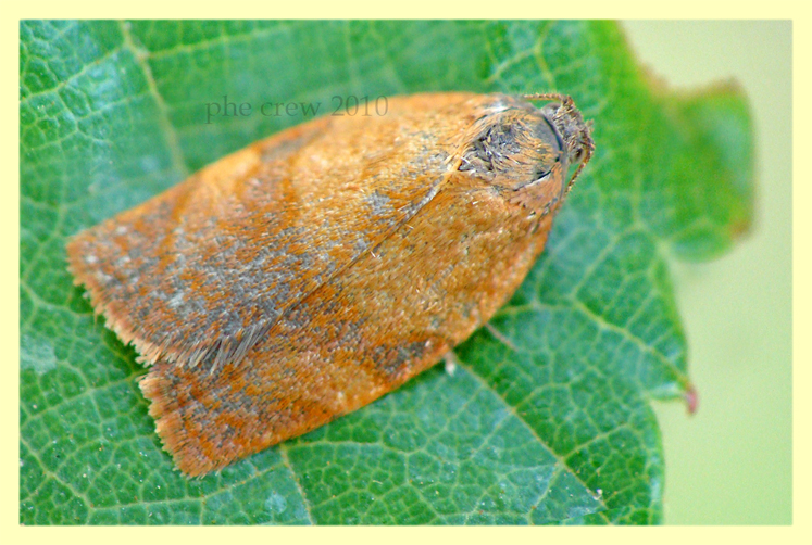 Tortricidae provincia Roma giugno 2010.JPG