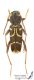 Clytus_lama_C01323.JPG