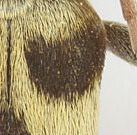 Chlorophorus_trifasciatus_missing_hairs.jpg