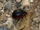 Chrysolina_rossia_San_Vittorino_8-XII-2010_OL17.JPG
