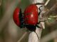Chrysolina_grossa_San_Vittorino_8-XII-2010_OL25.JPG