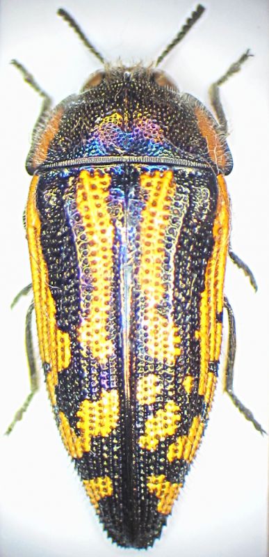 A.amplicollis.JPG