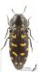 Acmaeodera_degener_C01381.JPG