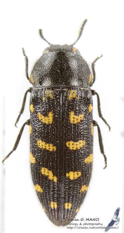 Acmaeodera_degener_C01381.JPG