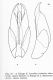 Edeago L_striatulus.jpg