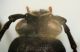 zz Testa arhopalus1.JPG