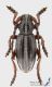 Pedestredorcadion_regulare_m_s_C01385.JPG