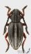 Pedestredorcadion_regulare_f_s_C01384.jpg