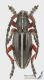 Pedestredorcadion_pedestre_m_s_C01364.jpg