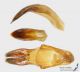 Pedestredorcadion_pedestre_m_g_C01364.jpg