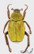Hoplia_s_C01387.jpg