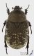 Protaetia_vidua_s_C01390.JPG