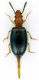 Salpingidae_f_Pratoni_Vivaro_13-XII-2010.jpg