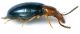 Salpingidae_m2_Pratoni_Vivaro_13-XII-2010.jpg