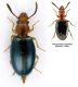 Salpingidae_m_Pratoni_Vivaro_13-XII-2010.jpg