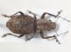 Curculionidae ID17.JPG