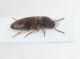 Elateridae ID6.JPG