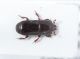 Histeridae ID1.JPG