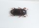 Histeridae ID2.JPG