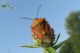 carpocoris-pudicus-IMG_5047_08.jpg