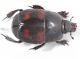 Hister quadrimaculatus ID19.JPG