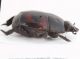 Hister quadrimaculatus ID20.JPG