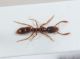 Formicidae ID9.JPG