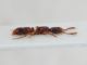 Formicidae ID10.JPG