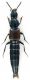 Staphylinidae_1_Rocca_Priora_13-XII-2010_11mm.jpg