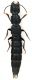 Staphylinidae_2_Rocca_Priora_13-XII-2010_22mm.jpg