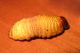 larva3 punteruolo_light.jpg