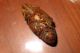 pupa punteruololight.jpg