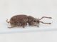 Curculionidae ID7.JPG